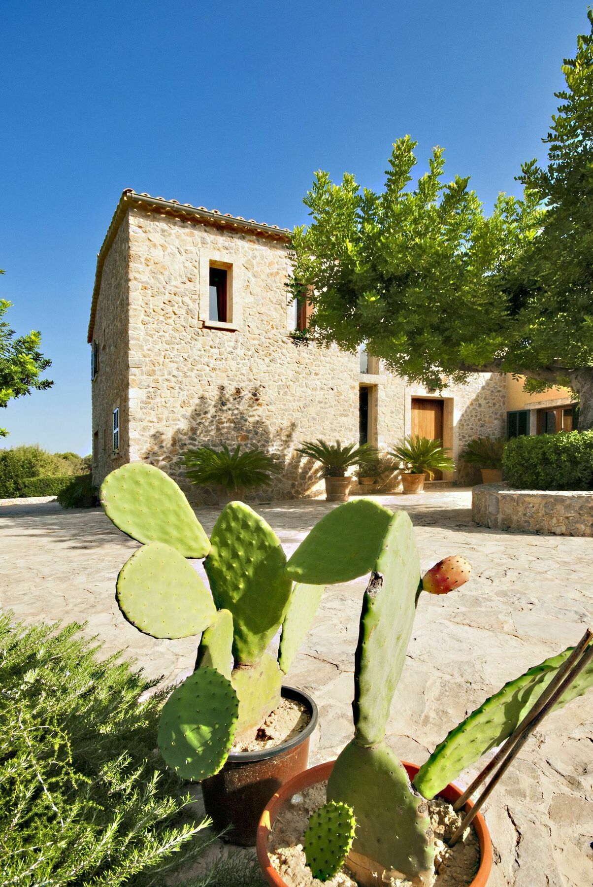 Alzina Selva (Mallorca)